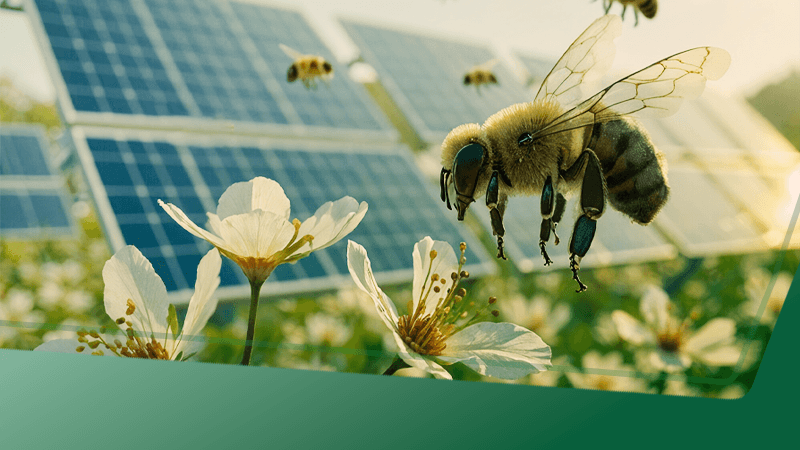 Energia solar e abelhas: usinas favorecem a polinização com melhora do solo e da biodiversidade