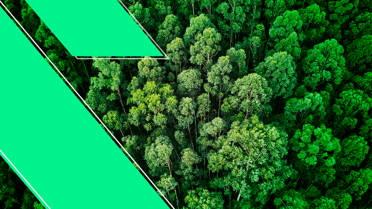 Dia de Proteção às Florestas: seja você um defensor do meio ambiente